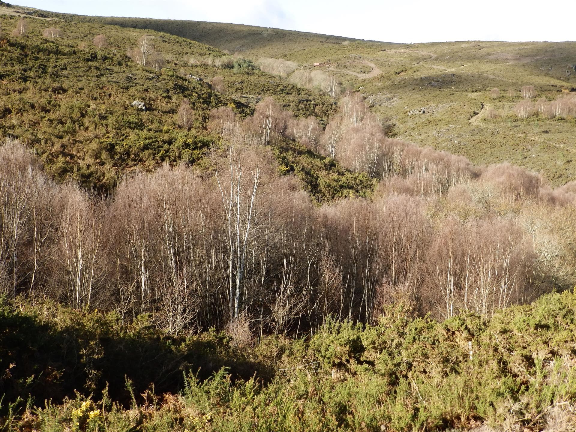 Proyectos ámbito forestal